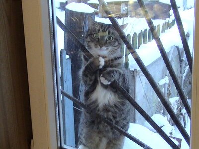 Keywords: кошки