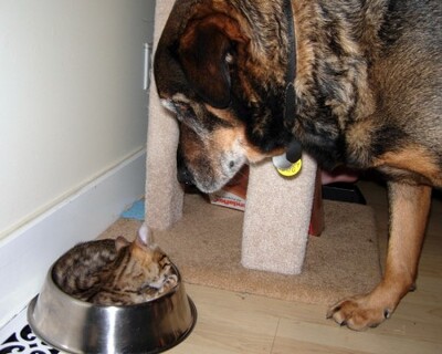 Keywords: кошки