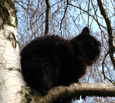 Keywords: кошки