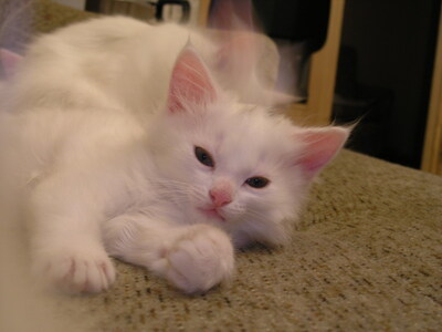 Keywords: кошки