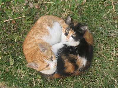 Keywords: кошки