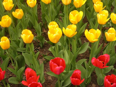 Keywords: цветы