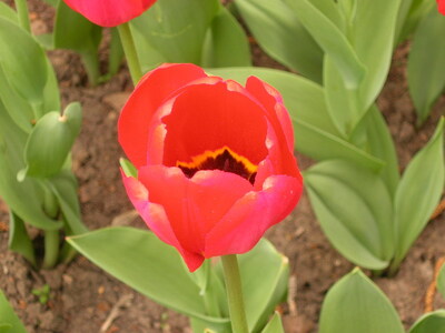 Keywords: цветы