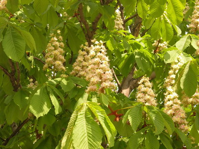 Keywords: цветы