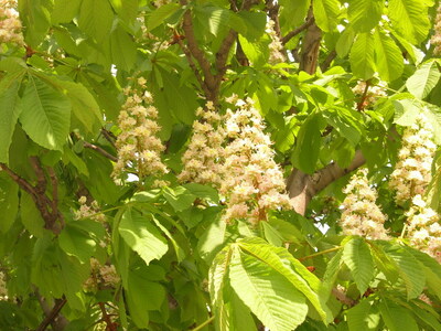 Keywords: цветы