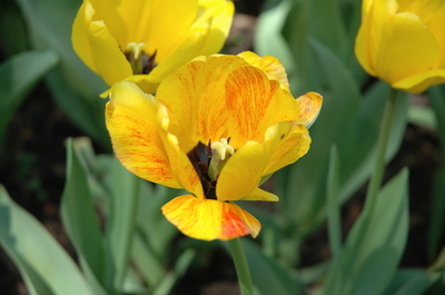 Keywords: цветы