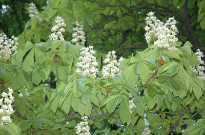 Keywords: цветы