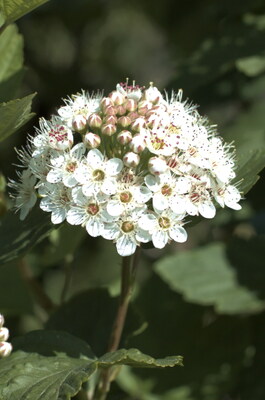 Keywords: цветы