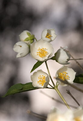 Keywords: цветы