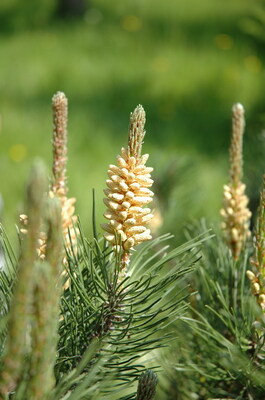 Цветы сосны
