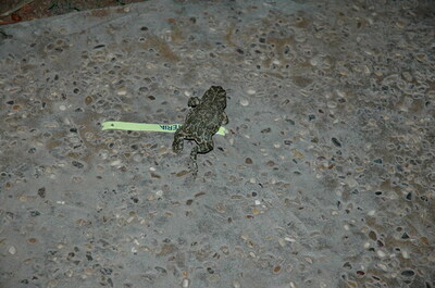 Keywords: животные