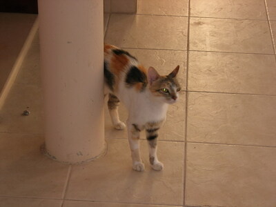 Keywords: кошки