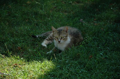 Keywords: кошки