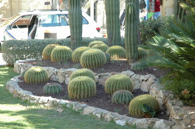 Keywords: цветы