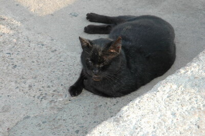 Keywords: кошки